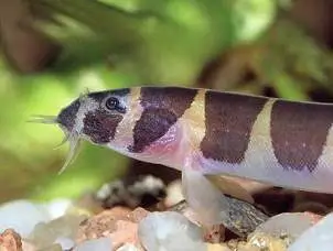 Kuhli ål (Acanthophthalmus kuhli)